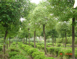 Image 01